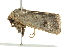  ( - BIOUG01021-G04)  @13 [ ] CreativeCommons - Attribution (2011) CBG Photography Group Centre for Biodiversity Genomics