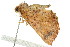  ( - BIOUG01160-C07)  @13 [ ] CreativeCommons - Attribution (2011) CBG Photography Group Centre for Biodiversity Genomics