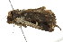  ( - BIOUG01160-C11)  @13 [ ] CreativeCommons - Attribution (2011) CBG Photography Group Centre for Biodiversity Genomics
