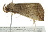  ( - BIOUG01160-C12)  @14 [ ] CreativeCommons - Attribution (2011) CBG Photography Group Centre for Biodiversity Genomics