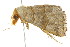  ( - BIOUG01160-D07)  @13 [ ] CreativeCommons - Attribution (2011) CBG Photography Group Centre for Biodiversity Genomics