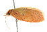  ( - BIOUG01160-E09)  @12 [ ] CreativeCommons - Attribution (2011) CBG Photography Group Centre for Biodiversity Genomics