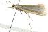  (Hednota megalarcha PS1 - BIOUG01160-F04)  @14 [ ] CreativeCommons - Attribution (2011) CBG Photography Group Centre for Biodiversity Genomics