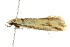  ( - BIOUG01160-F07)  @12 [ ] CreativeCommons - Attribution (2011) CBG Photography Group Centre for Biodiversity Genomics