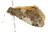  ( - BIOUG01160-G07)  @13 [ ] CreativeCommons - Attribution (2011) CBG Photography Group Centre for Biodiversity Genomics
