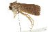  ( - BIOUG01161-C07)  @12 [ ] CreativeCommons - Attribution (2011) CBG Photography Group Centre for Biodiversity Genomics