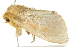  ( - BIOUG01161-F06)  @13 [ ] CreativeCommons - Attribution (2011) CBG Photography Group Centre for Biodiversity Genomics
