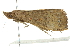  ( - BIOUG01161-F12)  @13 [ ] CreativeCommons - Attribution (2011) CBG Photography Group Centre for Biodiversity Genomics