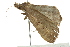  ( - BIOUG01161-H06)  @13 [ ] CreativeCommons - Attribution (2011) CBG Photography Group Centre for Biodiversity Genomics