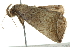  ( - BIOUG01163-C08)  @14 [ ] CreativeCommons - Attribution (2011) CBG Photography Group Centre for Biodiversity Genomics