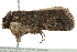  ( - BIOUG01163-D06)  @12 [ ] CreativeCommons - Attribution (2011) CBG Photography Group Centre for Biodiversity Genomics