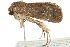  ( - BIOUG01163-F05)  @13 [ ] CreativeCommons - Attribution (2011) CBG Photography Group Centre for Biodiversity Genomics