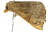  ( - BIOUG01164-E09)  @13 [ ] CreativeCommons - Attribution (2011) CBG Photography Group Centre for Biodiversity Genomics