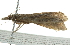  ( - BIOUG01162-D09)  @12 [ ] CreativeCommons - Attribution (2011) CBG Photography Group Centre for Biodiversity Genomics