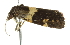  (Dichelia cosmopis PS1 - BIOUG01162-E08)  @13 [ ] CreativeCommons - Attribution (2011) CBG Photography Group Centre for Biodiversity Genomics