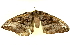  ( - BIOUG01235-B01)  @12 [ ] CreativeCommons - Attribution (2011) CBG Photography Group Centre for Biodiversity Genomics