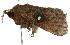  ( - BIOUG01235-D03)  @12 [ ] CreativeCommons - Attribution (2011) CBG Photography Group Centre for Biodiversity Genomics