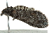  ( - BIOUG01235-F09)  @13 [ ] CreativeCommons - Attribution (2011) CBG Photography Group Centre for Biodiversity Genomics