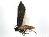  ( - BIOUG02151-D01)  @13 [ ] CreativeCommons - Attribution (2012) CBG Photography Group Centre for Biodiversity Genomics