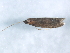  ( - BIOUG02151-G10)  @11 [ ] CreativeCommons - Attribution (2012) CBG Photography Group Centre for Biodiversity Genomics
