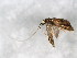  ( - BIOUG02152-B02)  @12 [ ] CreativeCommons - Attribution (2012) CBG Photography Group Centre for Biodiversity Genomics