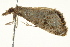  ( - BIOUG02089-G10)  @13 [ ] CreativeCommons - Attribution (2012) CBG Photography Group Centre for Biodiversity Genomics