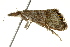  ( - BIOUG02089-H02)  @13 [ ] CreativeCommons - Attribution (2012) CBG Photography Group Centre for Biodiversity Genomics