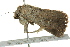  ( - BIOUG02250-B05)  @13 [ ] CreativeCommons - Attribution (2012) CBG Photography Group Centre for Biodiversity Genomics