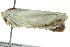  ( - BIOUG02253-F04)  @13 [ ] CreativeCommons - Attribution (2012) CBG Photography Group Centre for Biodiversity Genomics
