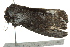  ( - BIOUG02121-D02)  @12 [ ] CreativeCommons - Attribution (2012) CBG Photography Group Centre for Biodiversity Genomics