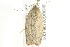  ( - BIOUG02105-C04)  @12 [ ] CreativeCommons - Attribution (2012) CBG Photography Group Centre for Biodiversity Genomics