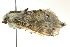  ( - BIOUG02181-A12)  @12 [ ] CreativeCommons - Attribution (2012) CBG Photography Group Centre for Biodiversity Genomics