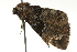  ( - BIOUG02181-G10)  @12 [ ] CreativeCommons - Attribution (2012) CBG Photography Group Centre for Biodiversity Genomics