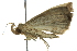  ( - BIOUG02106-B09)  @14 [ ] CreativeCommons - Attribution (2012) CBG Photography Group Centre for Biodiversity Genomics