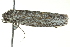  ( - BIOUG02108-G10)  @13 [ ] CreativeCommons - Attribution (2012) CBG Photography Group Centre for Biodiversity Genomics