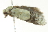  ( - BIOUG02109-A08)  @12 [ ] CreativeCommons - Attribution (2012) CBG Photography Group Centre for Biodiversity Genomics