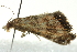  ( - BIOUG02109-D03)  @13 [ ] CreativeCommons - Attribution (2012) CBG Photography Group Centre for Biodiversity Genomics