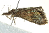 ( - BIOUG02109-E09)  @13 [ ] CreativeCommons - Attribution (2012) CBG Photography Group Centre for Biodiversity Genomics