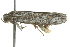  ( - BIOUG02110-B01)  @14 [ ] CreativeCommons - Attribution (2012) CBG Photography Group Centre for Biodiversity Genomics