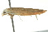  ( - BIOUG02110-D08)  @13 [ ] CreativeCommons - Attribution (2012) CBG Photography Group Centre for Biodiversity Genomics