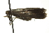  ( - BIOUG02110-F01)  @13 [ ] CreativeCommons - Attribution (2012) CBG Photography Group Centre for Biodiversity Genomics