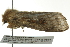  ( - BIOUG02111-B02)  @12 [ ] CreativeCommons - Attribution (2012) CBG Photography Group Centre for Biodiversity Genomics