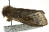  ( - BIOUG02111-C02)  @12 [ ] CreativeCommons - Attribution (2012) CBG Photography Group Centre for Biodiversity Genomics