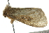  ( - BIOUG02111-C11)  @12 [ ] CreativeCommons - Attribution (2012) CBG Photography Group Centre for Biodiversity Genomics