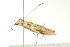  ( - BIOUG02113-A02)  @12 [ ] CreativeCommons - Attribution (2012) CBG Photography Group Centre for Biodiversity Genomics