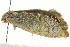  ( - BIOUG02113-A08)  @14 [ ] CreativeCommons - Attribution (2012) CBG Photography Group Centre for Biodiversity Genomics
