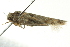  ( - BIOUG02113-C08)  @12 [ ] CreativeCommons - Attribution (2012) CBG Photography Group Centre for Biodiversity Genomics