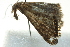  ( - BIOUG02113-G11)  @13 [ ] CreativeCommons - Attribution (2012) CBG Photography Group Centre for Biodiversity Genomics
