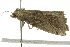  ( - BIOUG02114-D07)  @13 [ ] CreativeCommons - Attribution (2012) CBG Photography Group Centre for Biodiversity Genomics