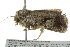  ( - BIOUG02115-G09)  @13 [ ] CreativeCommons - Attribution (2012) CBG Photography Group Centre for Biodiversity Genomics